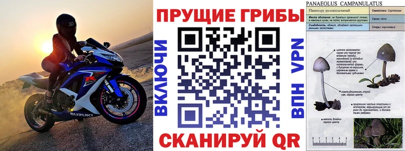 Купить закладки  Медынь  Галлюциногенные грибы MAGIC MUSHROOMS 